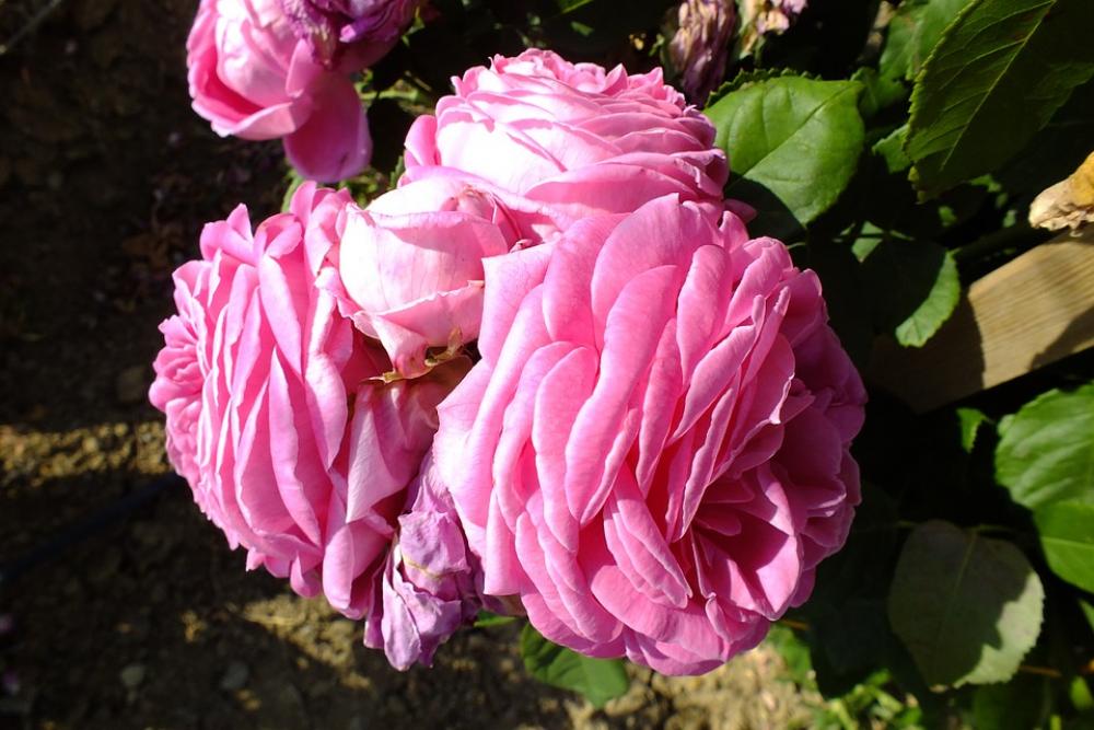 Rose Flower Pink Rose Flower Pink