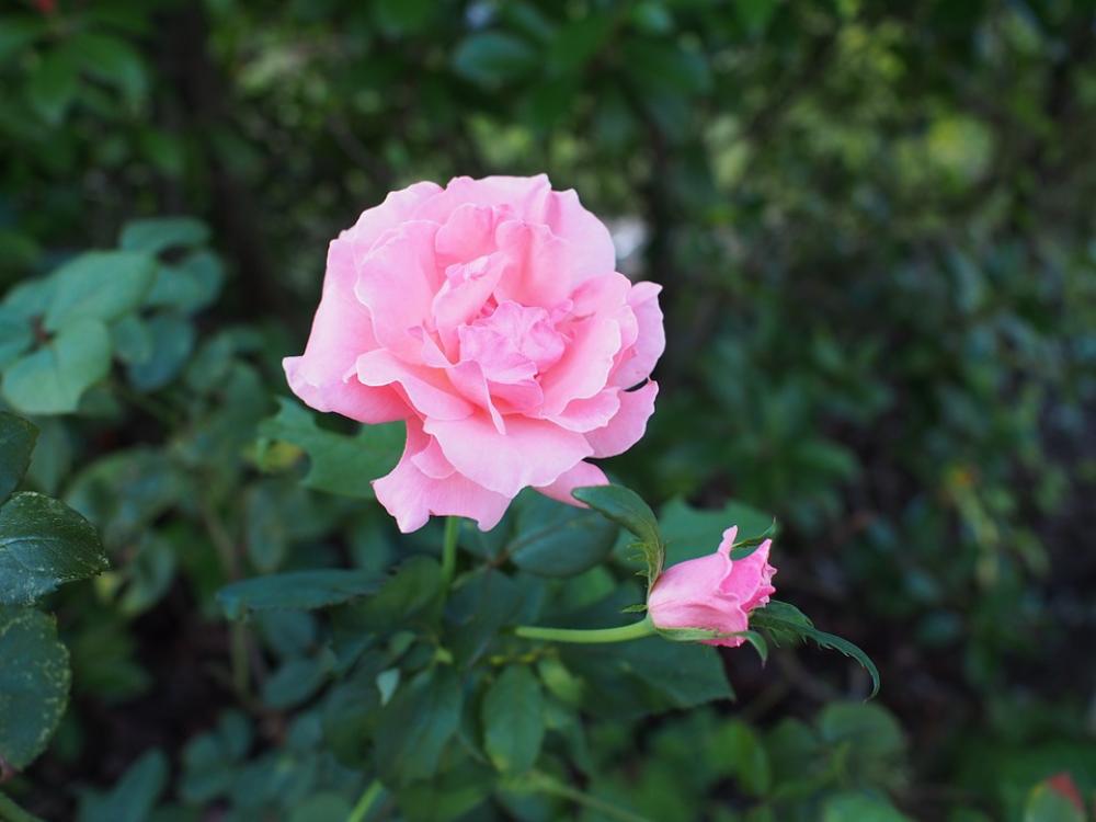 Rose Flowering Plant Garden Rose Flowering Plant Garden