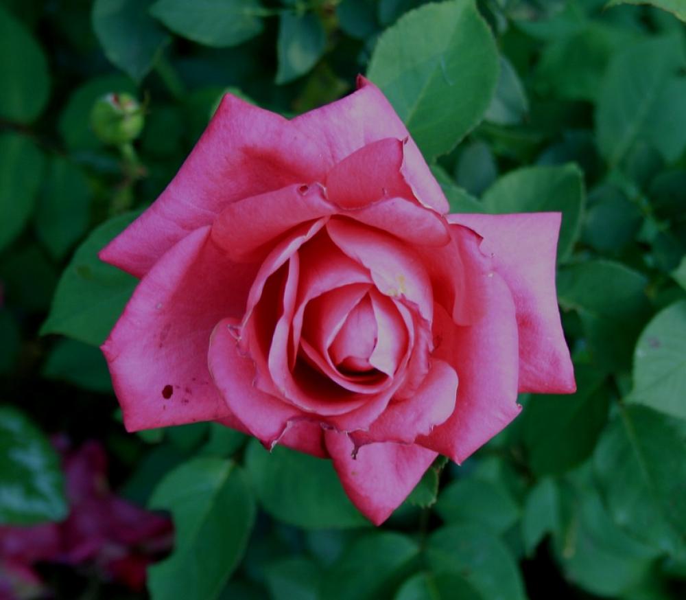 Rose Pink Flower Bloom Foliage Green Petals Rose Pink Flower Bloom Foliage Green Petals