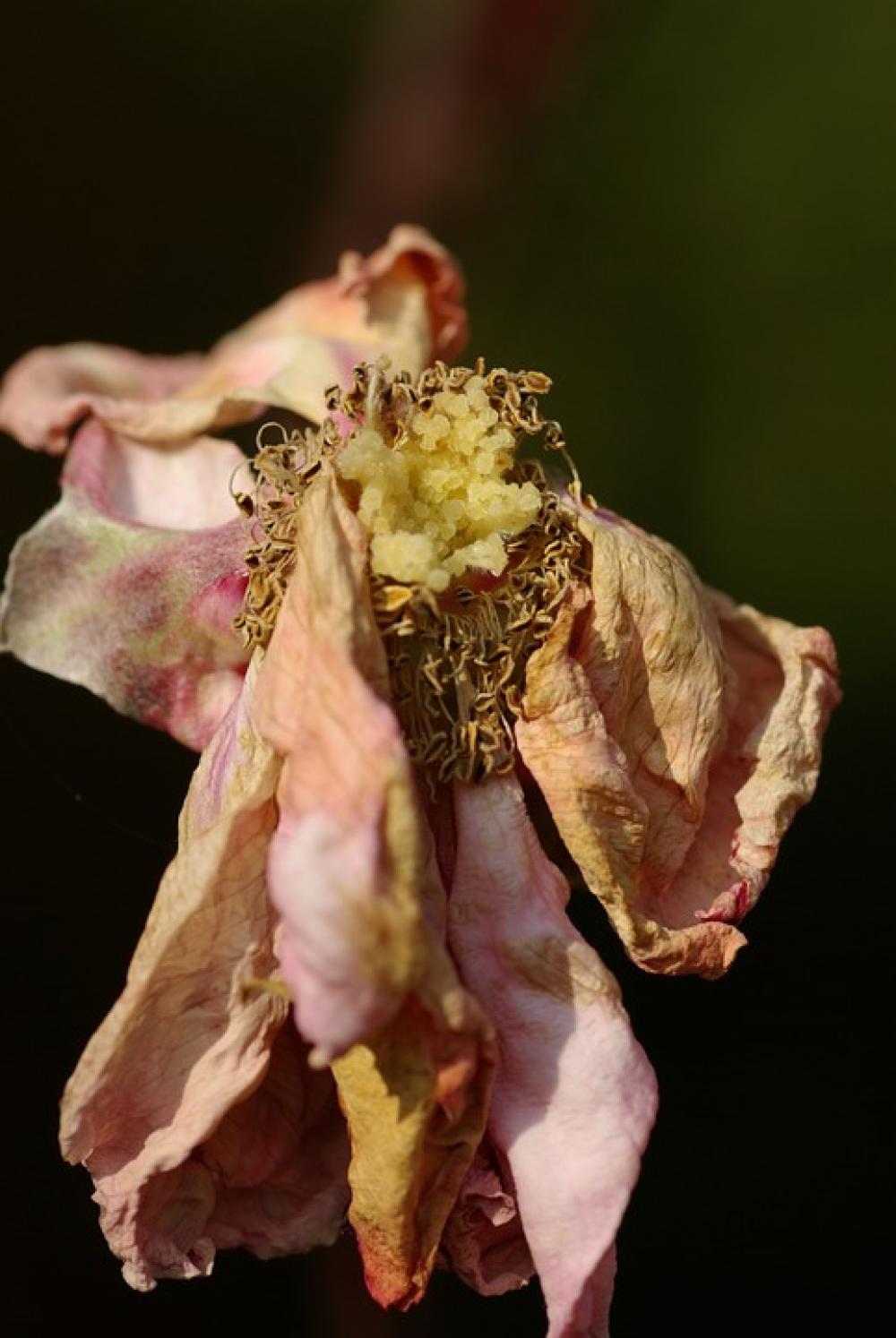 Rose Faded Autumn Blossom Bloom Flower Plant Rose Faded Autumn Blossom Bloom Flower Plant