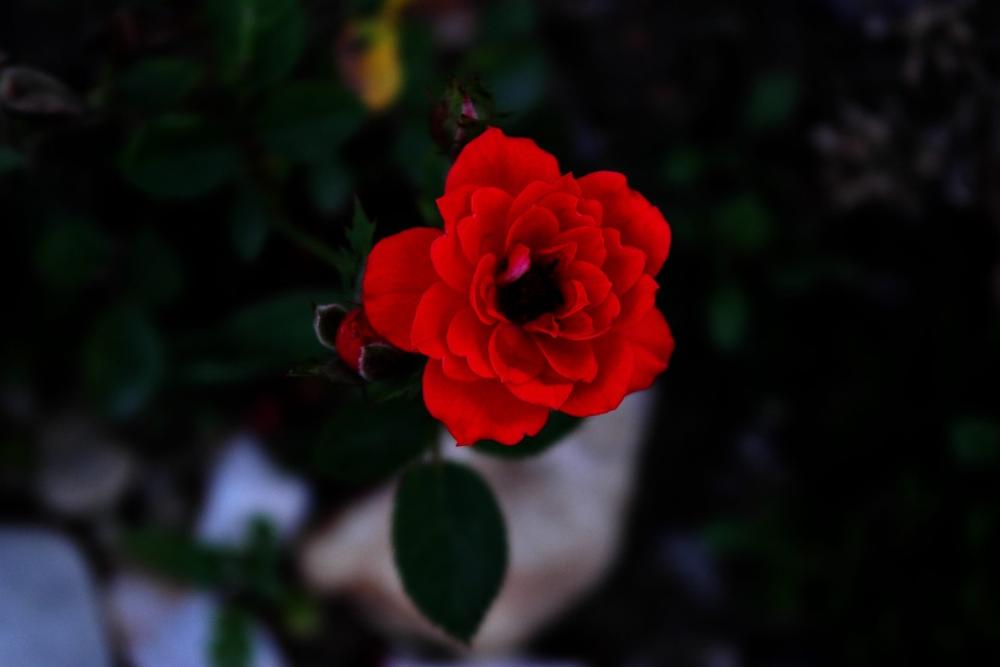 Rose Red Valentine'S Day Pleasure Love Feelings Rose Red Valentine'S Day Pleasure Love Feelings