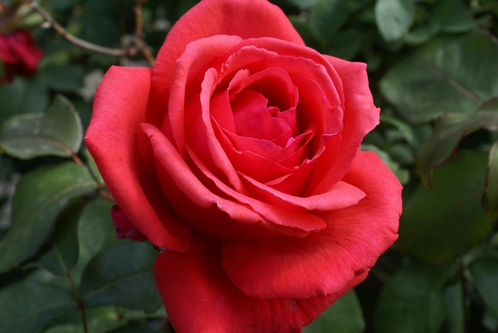Rose Red Rose Blossom Bloom Fragrance Red Rose Red Rose Blossom Bloom Fragrance Red