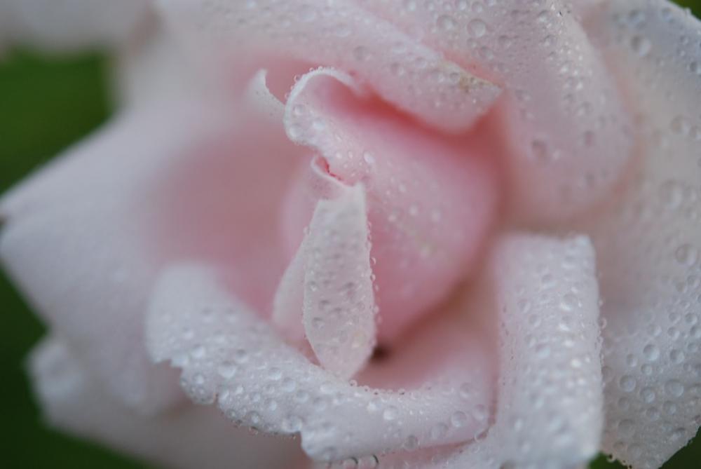 Rose Spring White Flower Nature Macro Rose Spring White Flower Nature Macro