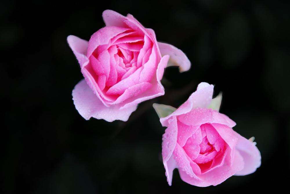 Rose Roses Flowers Flower Red Plant Blossom Rose Roses Flowers Flower Red Plant Blossom