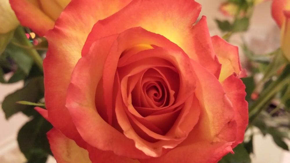 Rose Rosaceae Flower Orange Prickles Thorny Rose Rosaceae Flower Orange Prickles Thorny