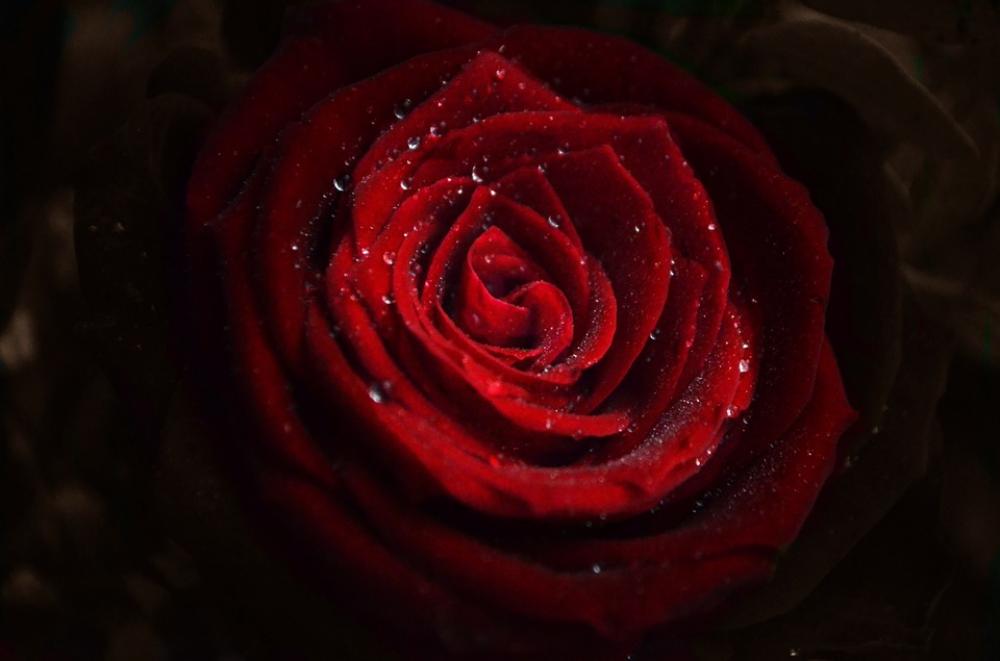 Rose Flowers Red Rose Flowers Red