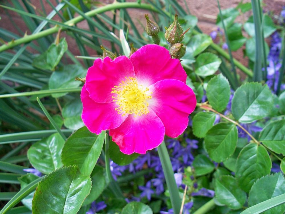 Rose Single-Petal Pink Cerise Bush Floribunda Rose Single-Petal Pink Cerise Bush Floribunda