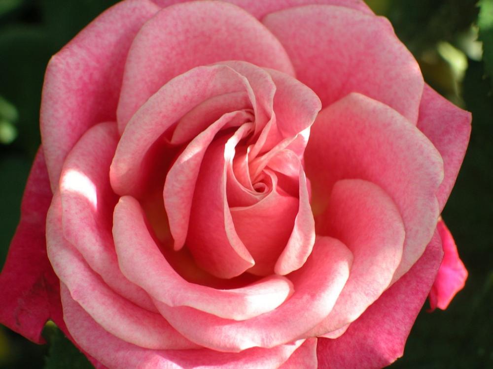 Rose Flower Macro Rose Flower Macro