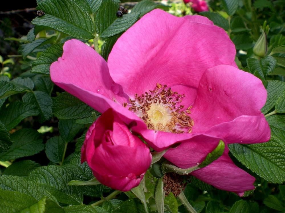 Rose Rose Bloom Flowers Roses Fragrance Romantic Rose Rose Bloom Flowers Roses Fragrance Romantic