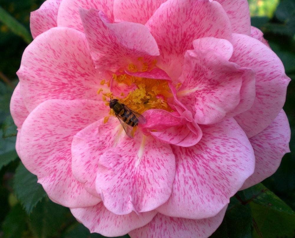 Rose Roses Flowers Fragrance Love Romantic Rose Roses Flowers Fragrance Love Romantic