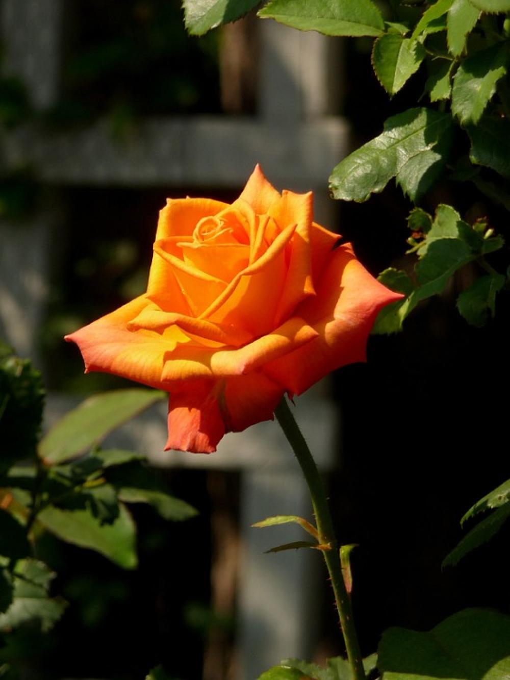 Rose Orange Flora Nature Bloom Orange Rose Rose Orange Flora Nature Bloom Orange Rose