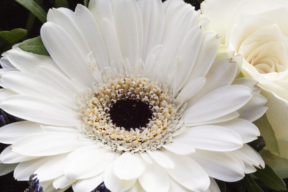 Rose Gerbera Composites Flowers Spring Nature Rose Gerbera Composites Flowers Spring Nature