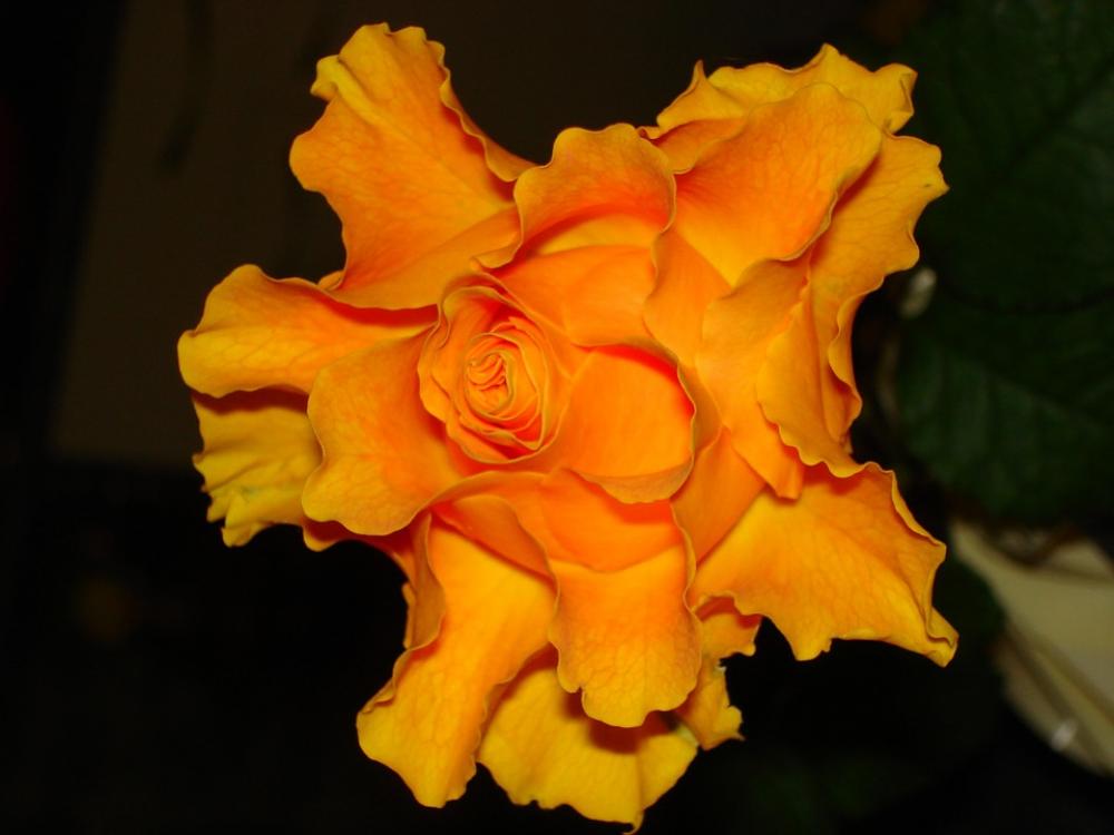 Rose Yellow Flower Bloom Macro Roses Flowers Rose Yellow Flower Bloom Macro Roses Flowers