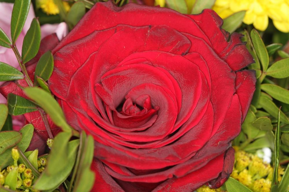 Rose Red Rose Bloom Valentine Love Bouquet Rose Red Rose Bloom Valentine Love Bouquet