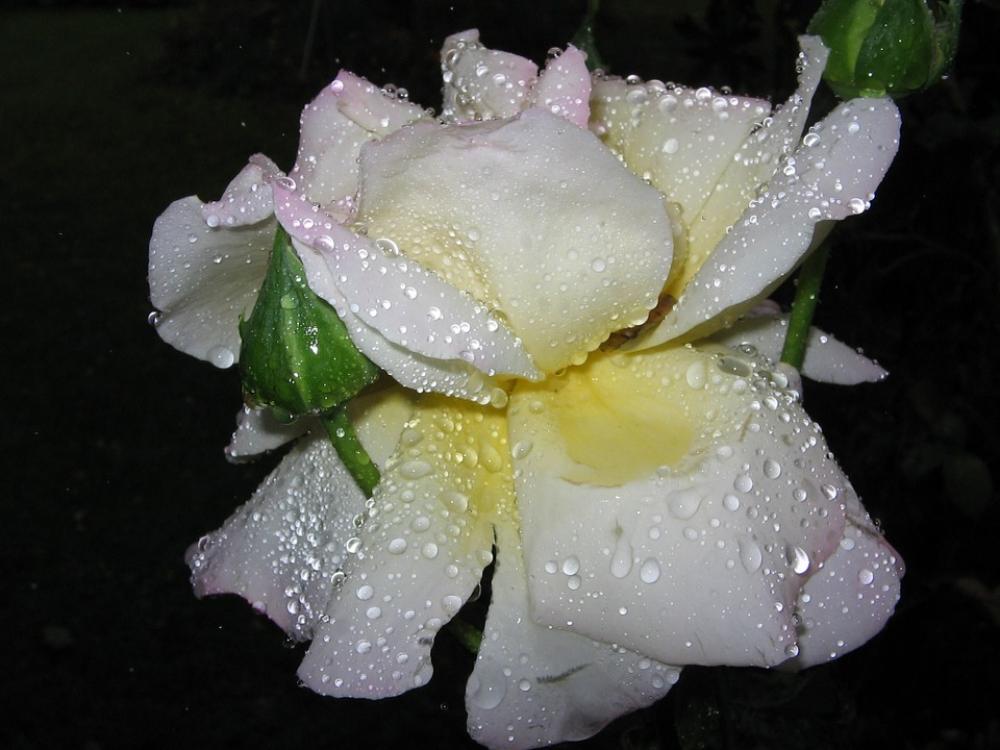 Rose White Water Drip Drop Of Water Rain Rose White Water Drip Drop Of Water Rain