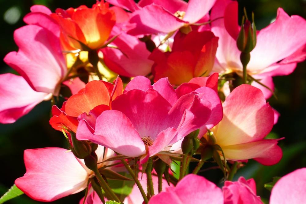 Rose Plant Flowers Pink In The Early Summer Rose Plant Flowers Pink In The Early Summer