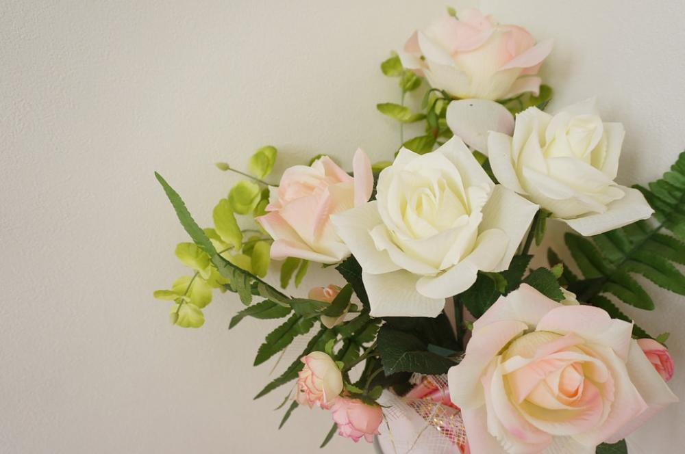 Rose Rosaceae Pink White Rose Rosaceae Pink White