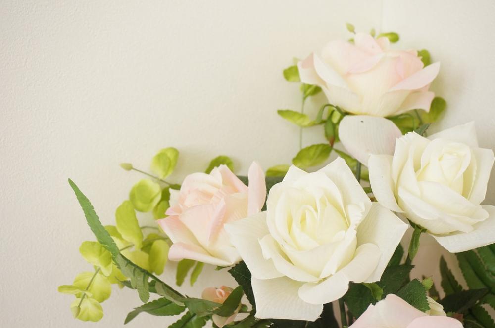 Rose Rosaceae Pink White Rose Rosaceae Pink White