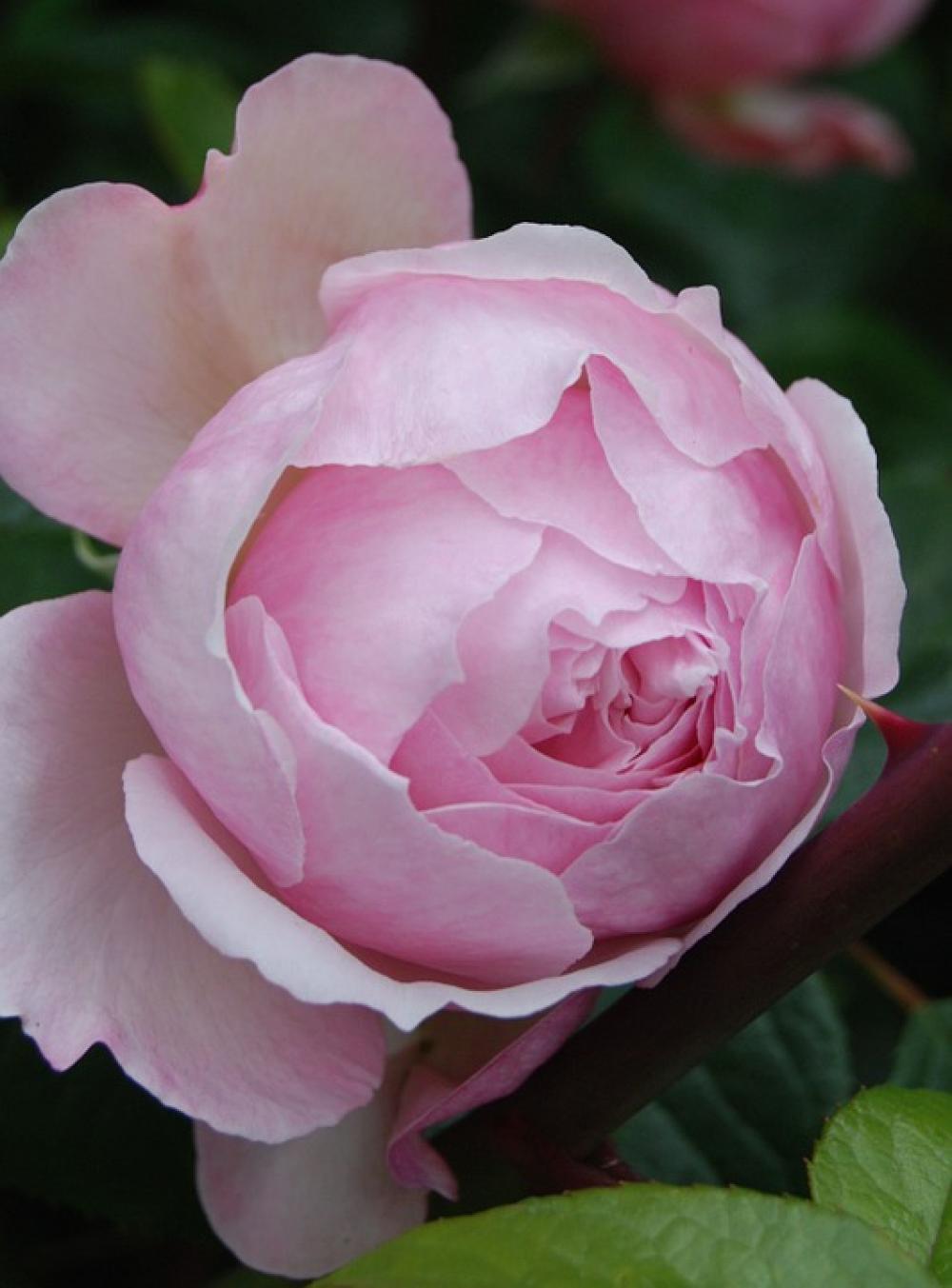 Rose Flower Bloom Pink Petals Plant Beautiful Rose Flower Bloom Pink Petals Plant Beautiful