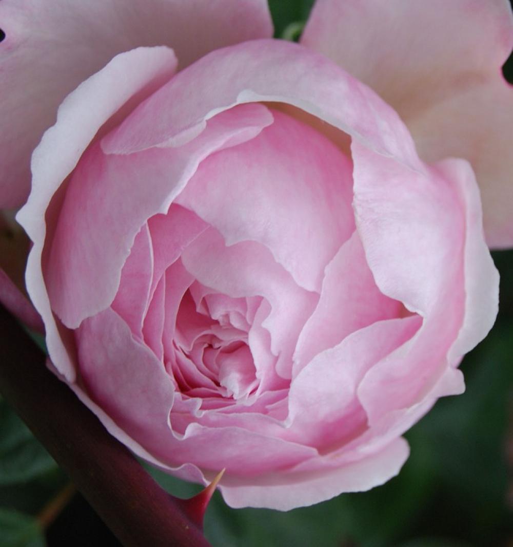 Rose Flower Bloom Pink Petals Plant Beautiful Rose Flower Bloom Pink Petals Plant Beautiful