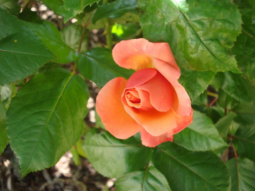 Rose Pink Rose Beautiful Flowers Flower Plant Rose Pink Rose Beautiful Flowers Flower Plant