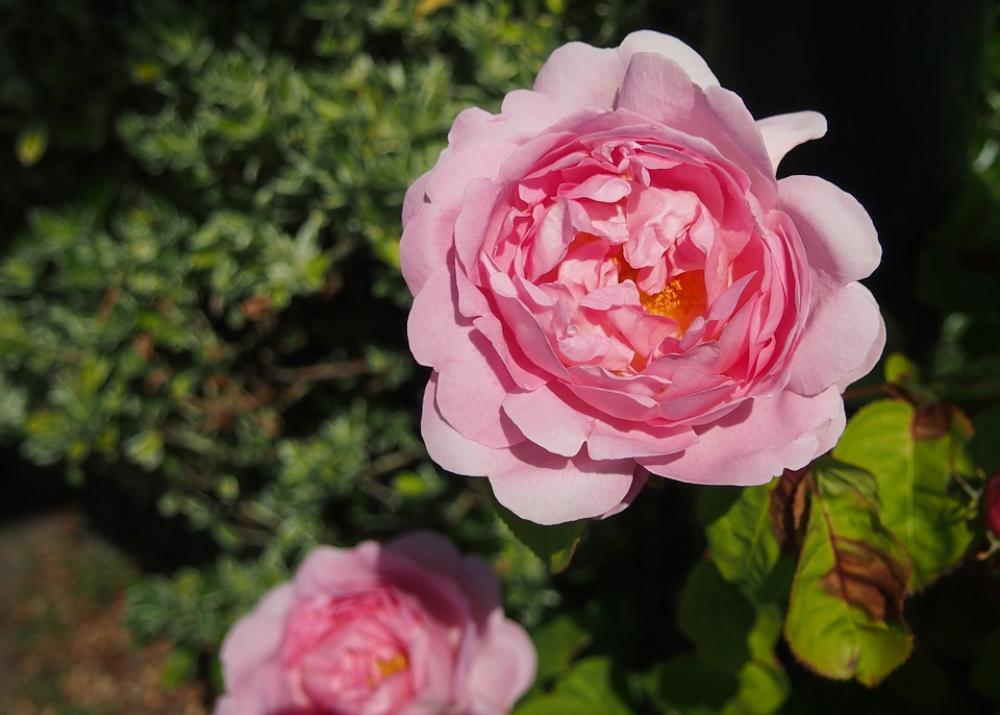 Rose Pink Plant Flower Roses Beautiful Fragrance Rose Pink Plant Flower Roses Beautiful Fragrance