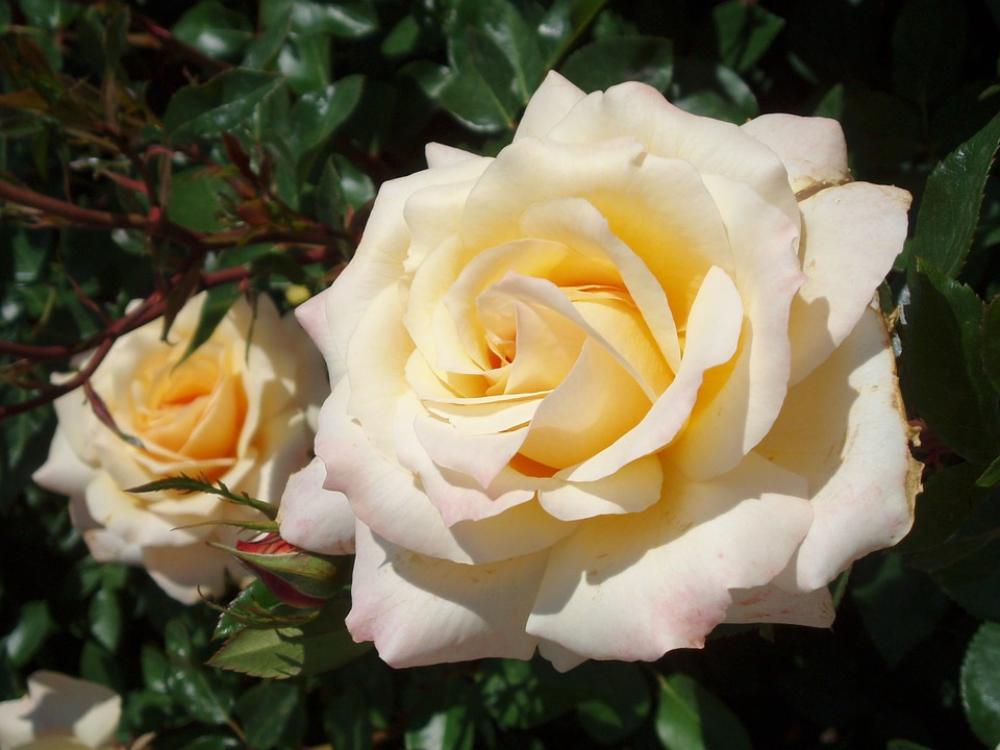 Rose Blossom Bloom Rose Bloom Flowers Rose Blossom Bloom Rose Bloom Flowers
