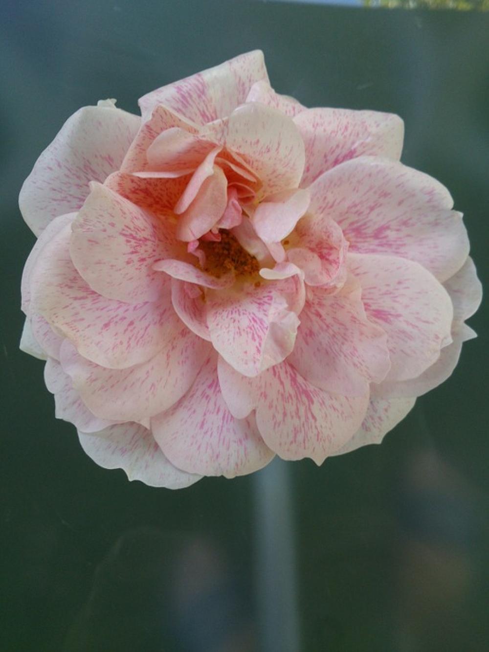 Rose Garden Pink Blossom Bloom Roses Rose Garden Pink Blossom Bloom Roses