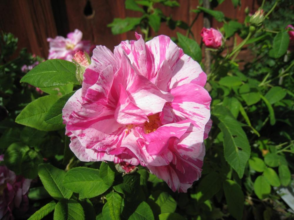 Rose Colors Pink White Green Leaf Summer Rose Colors Pink White Green Leaf Summer