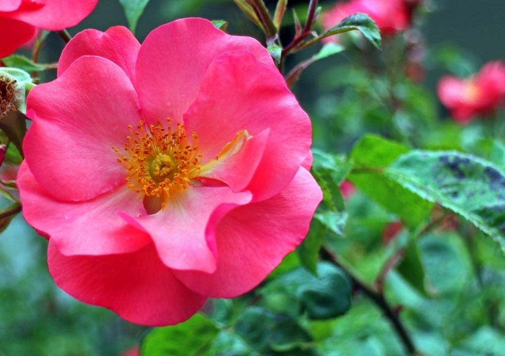 Rose Blossom Bloom Red Pink Roses Flowers Rose Blossom Bloom Red Pink Roses Flowers