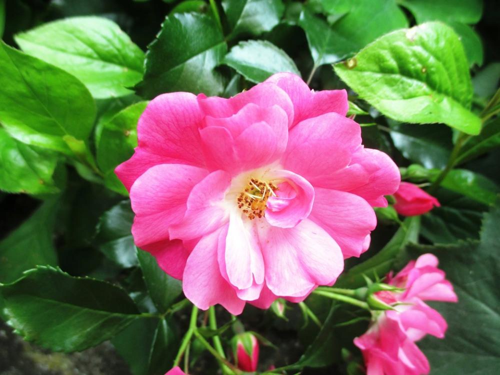 Rose Bush Rose Blooms Beautiful Garden Pink Rose Bush Rose Blooms Beautiful Garden Pink