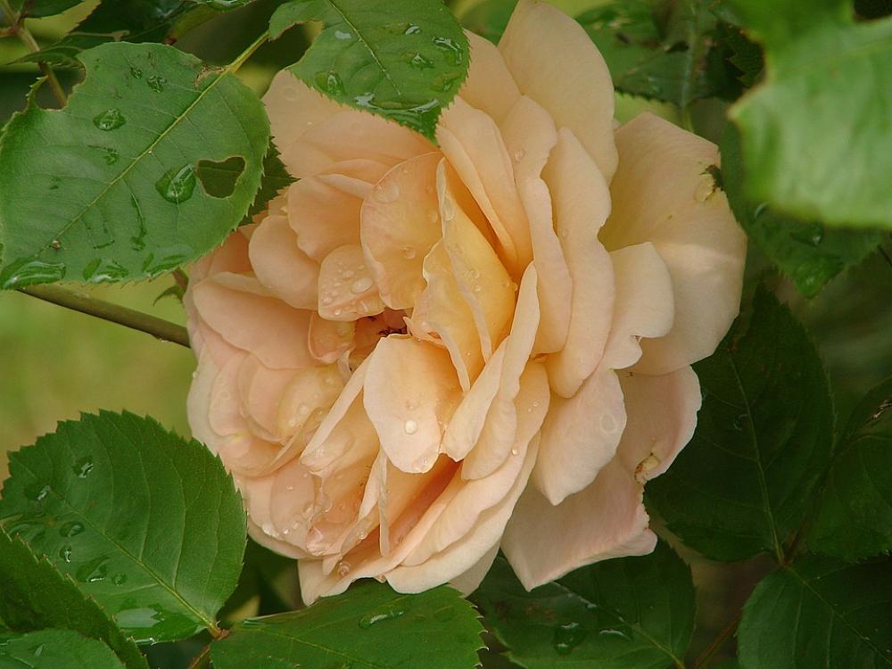 Rose Rose Bloom Flower Fragrance Romantic Plant Rose Rose Bloom Flower Fragrance Romantic Plant