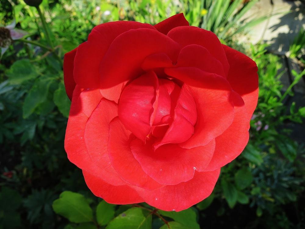 Rose Scent Of Roses Red Romance Blossom Bloom Rose Scent Of Roses Red Romance Blossom Bloom