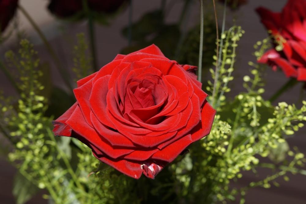 Rose Bouquet Of Roses Bouquet Blossom Bloom Rose Bouquet Of Roses Bouquet Blossom Bloom
