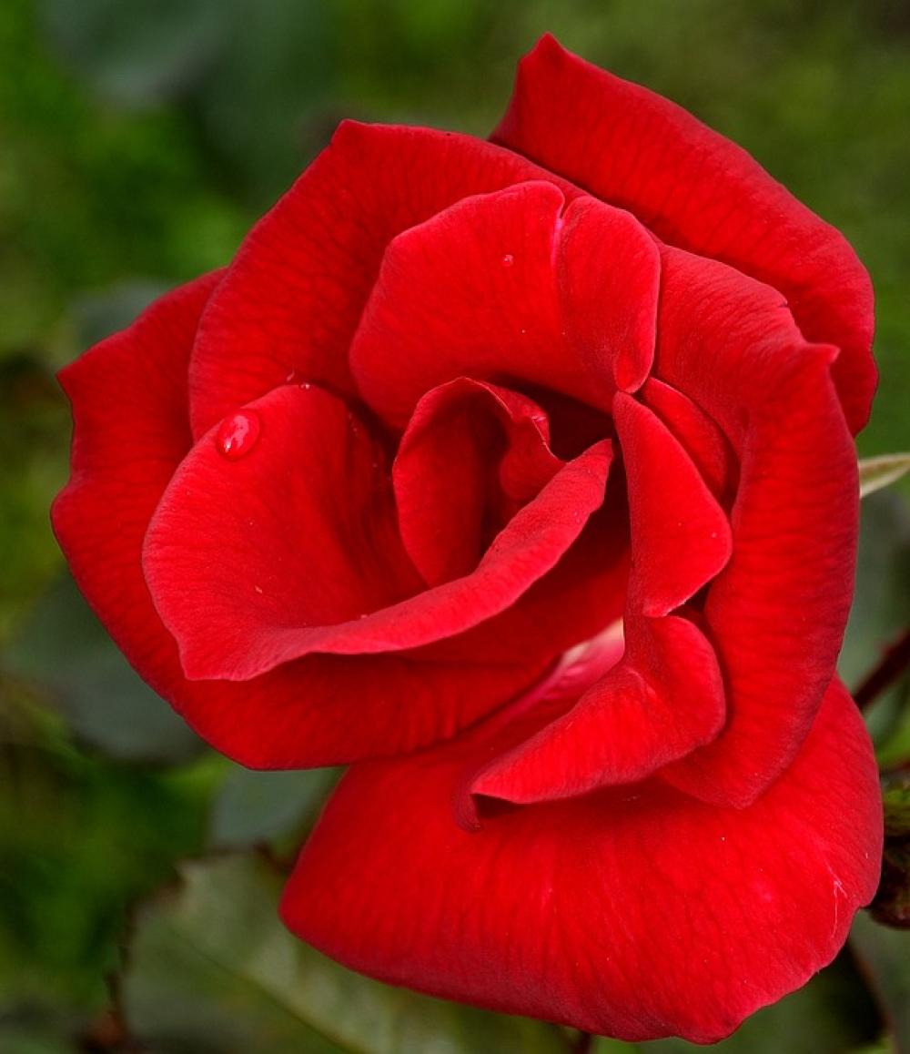 Rose Red Flower Beauty Floral Nature Green Petal Rose Red Flower Beauty Floral Nature Green Petal