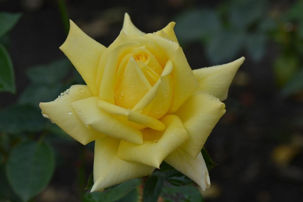 Rose Flower Nature Macro Yellow Rose Rose Flower Nature Macro Yellow Rose