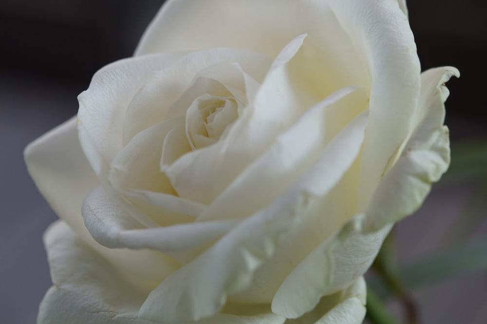 Rose White Flower Blossom Bloom Close Up Wedding Rose White Flower Blossom Bloom Close Up Wedding