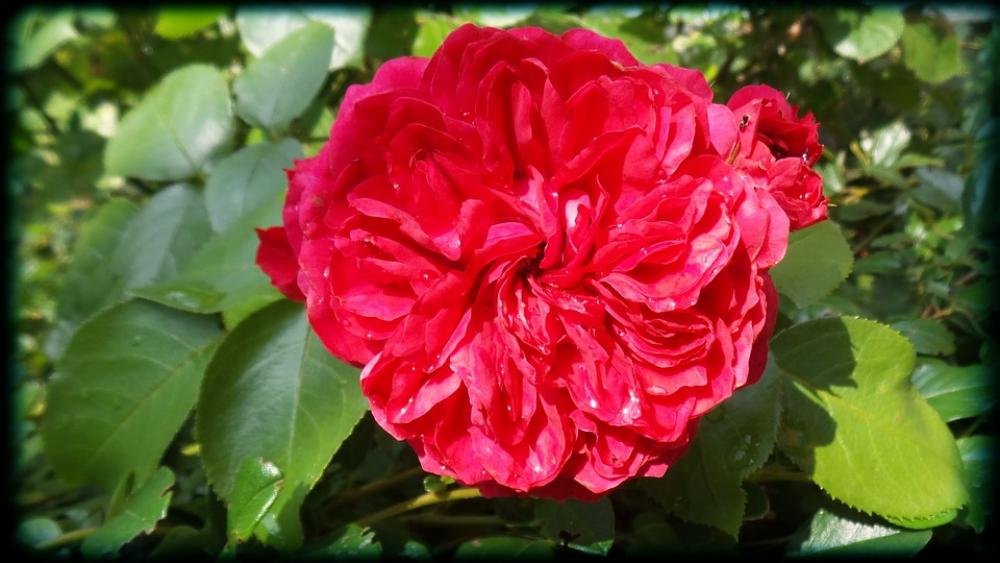 Rose Flower Red Rose Flower Red