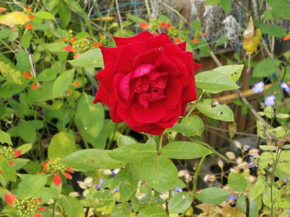 Rose Red Flowers Flower Bed Rose Red Flowers Flower Bed