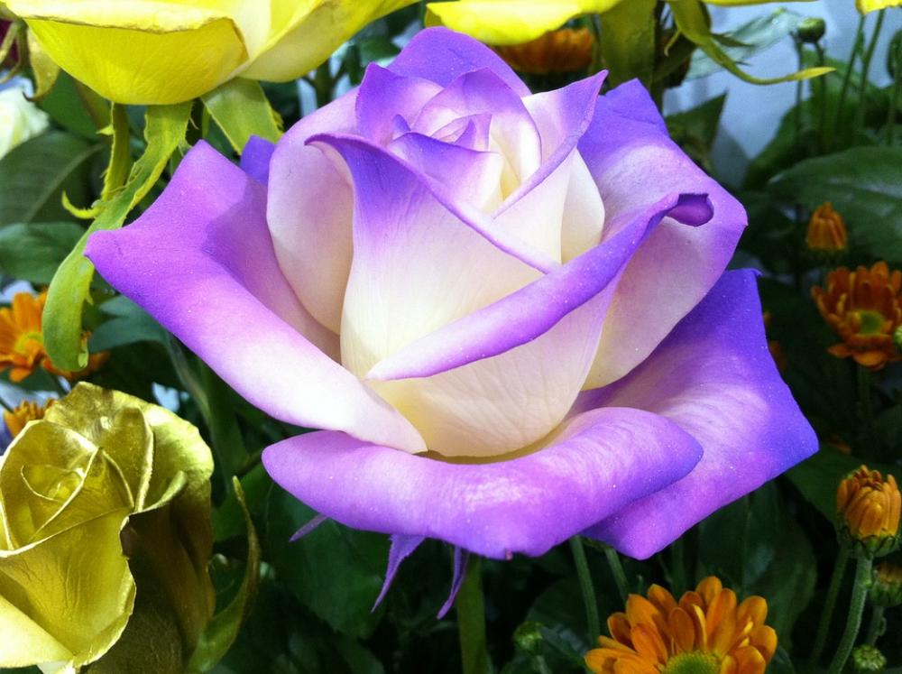 Rose Flowers Nature Rose Flowers Nature