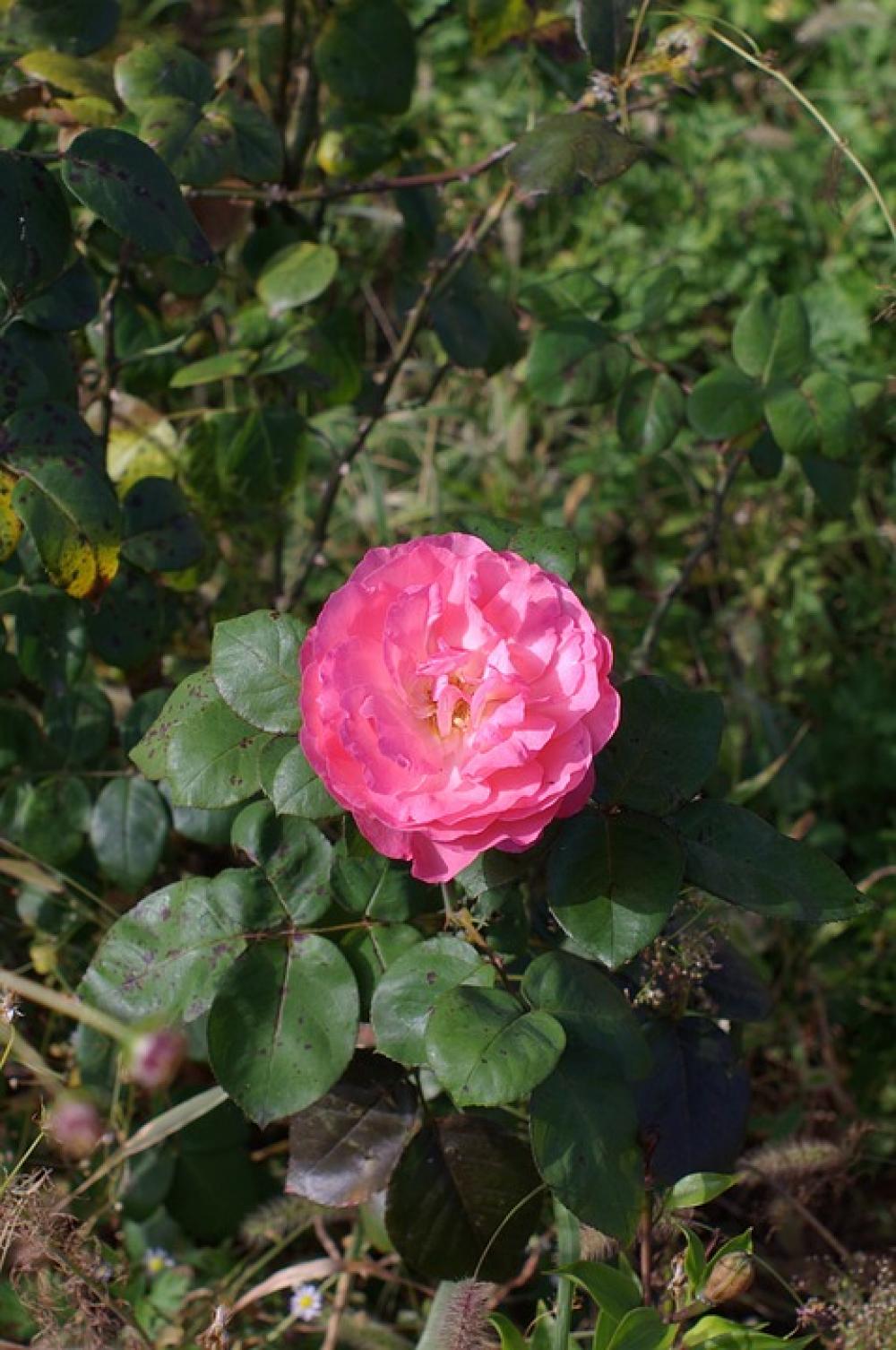 Rose Flowers Beautiful Nature Pink Plants Rose Flowers Beautiful Nature Pink Plants