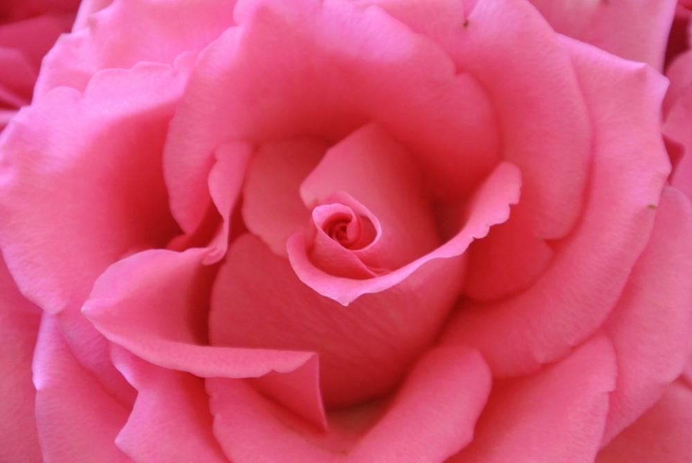 Rose Pink Flower Rose Bloom Rose Pink Flower Rose Bloom