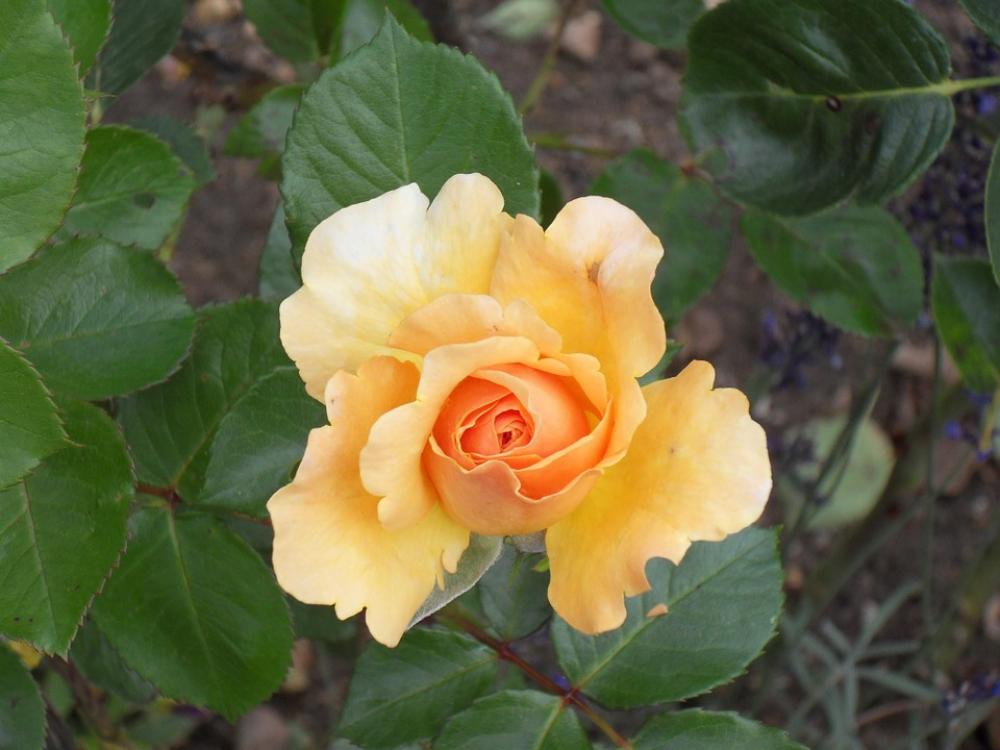 Rose Flower Garden Rose Flower Garden