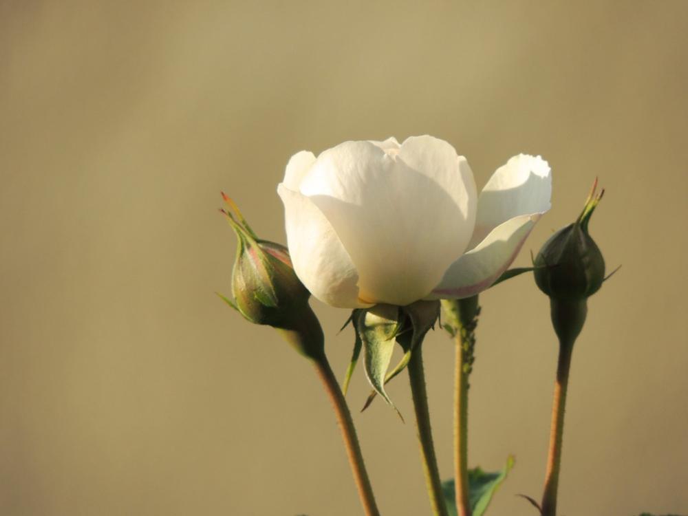 Rose White Blossom Bloom Bud Flower Rose White Blossom Bloom Bud Flower