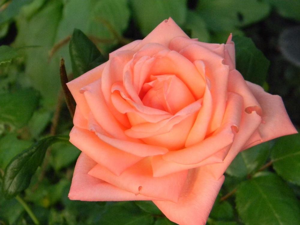 Rose Garden Flower Rose Garden Flower