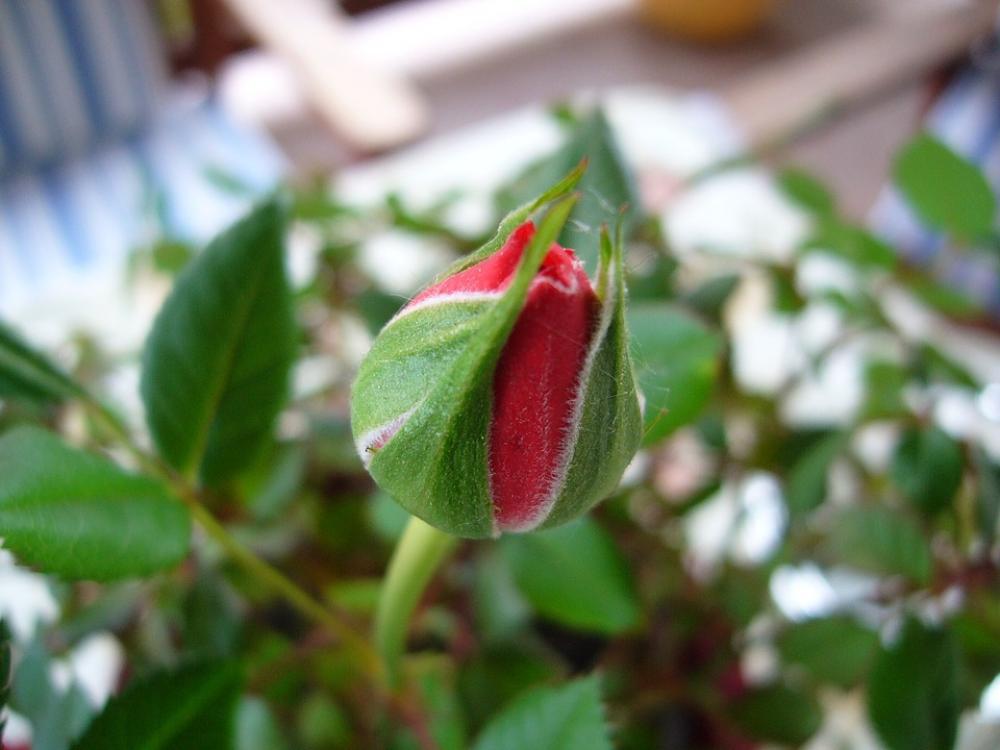 Rose Red Flower Buds Green Rose Red Flower Buds Green
