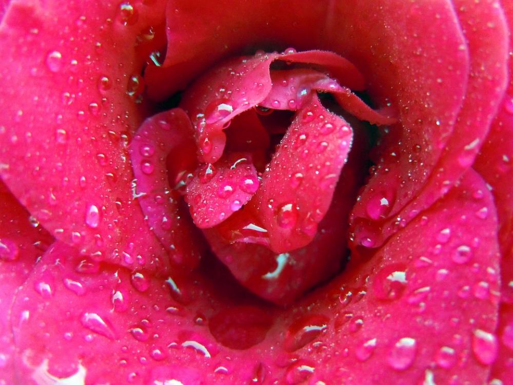 Rose Bloom Rose Pink Red Close Up Drop Of Water Rose Bloom Rose Pink Red Close Up Drop Of Water