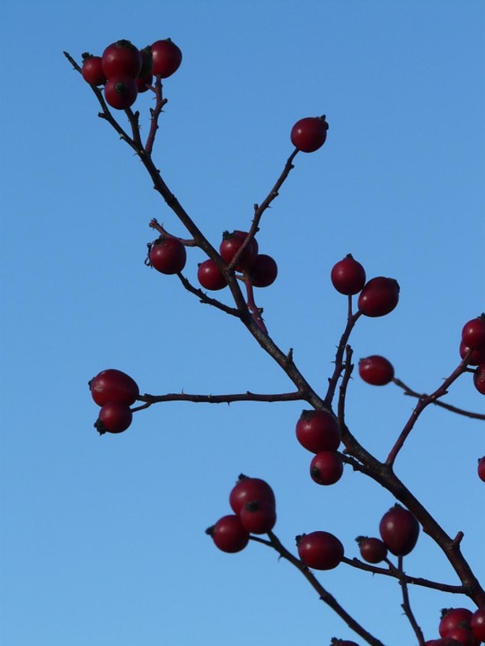 Rose Hip Fruit Sammelfrucht Red Dog Rose Rose Hip Fruit Sammelfrucht Red Dog Rose