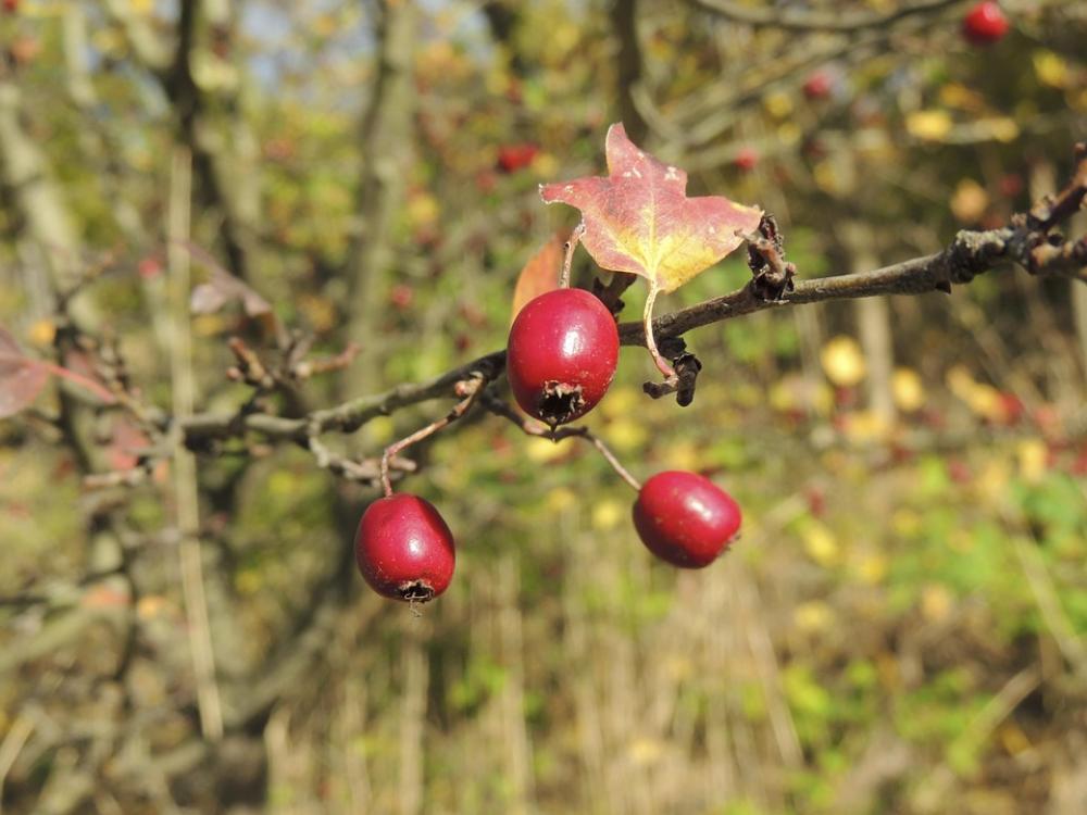 Rose Hip Sammelfrucht Fruit Red Nature Plant Rose Hip Sammelfrucht Fruit Red Nature Plant