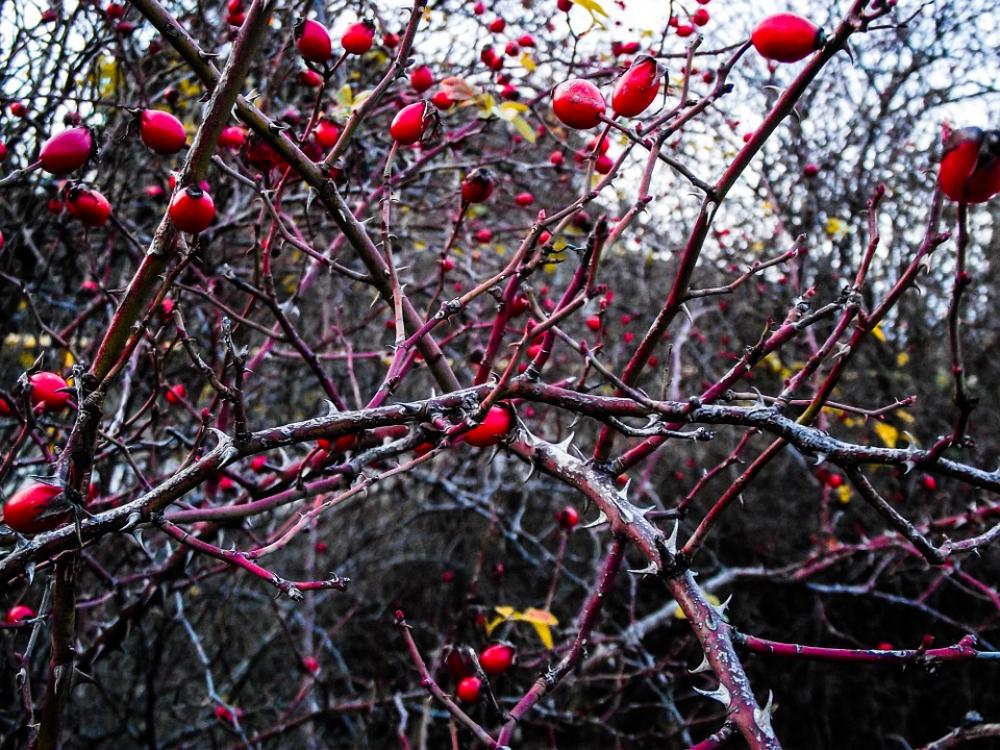Rose Hip Plant Berries Branch Autumn Red Thorns Rose Hip Plant Berries Branch Autumn Red Thorns